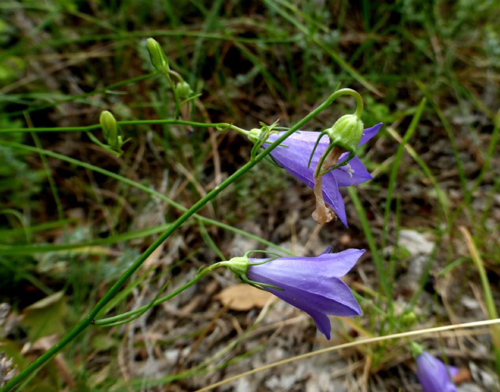 Campanula sabatia  / Campanula di Savona